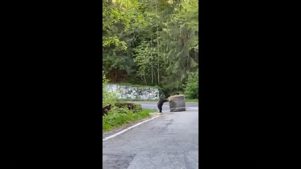 Spectator neobișnuit la Raliul Argeșului. Un urs a fost filmat în timp ce muta un balot de paie pe șosea
