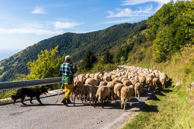 Transhumanța – ce este.  Istorie și tradiții