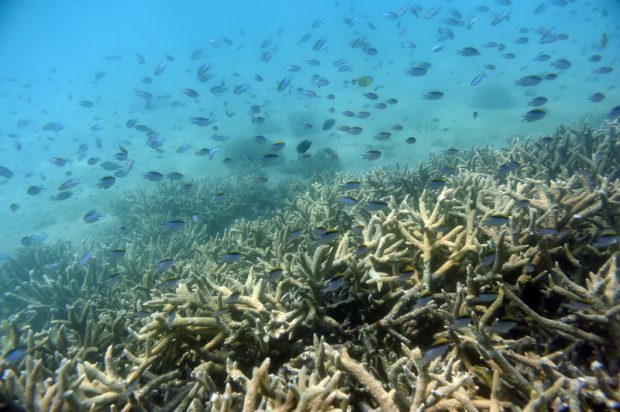 Încălzirea globală provoacă o nouă albire în masă a Marelui Recif de Corali, fiind afectate 91% din recifele cercetate