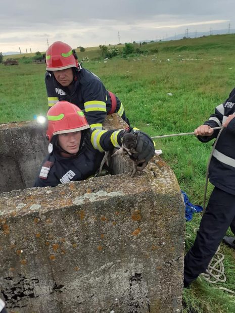 Patru căței au fost salvați de pompierii hunedoreni, după ce au rămas blocați într-un canal și un puț adânc