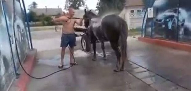 VIDEO | Cu calul la spălătorie. Soluție inedită pe timp de caniculă, în Timiș