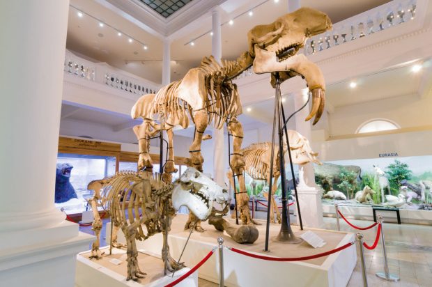 Art Safari și Antipa fac schimb de exponate pentru o săptămână și găzduiesc expoziții temporare simultane