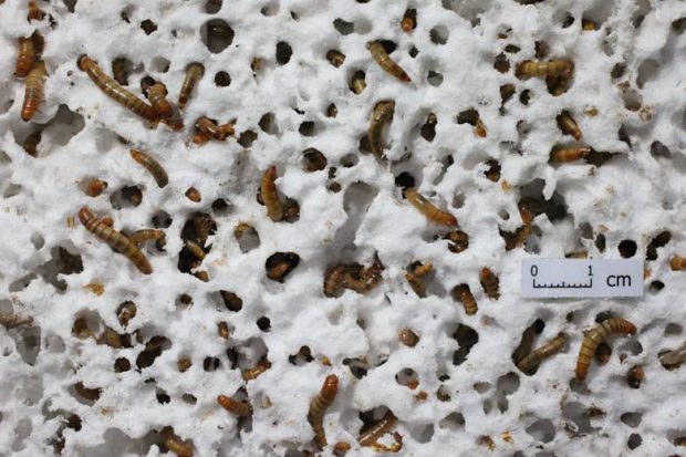 O specie nouă de „superviermi” care mănâncă plastic ar putea revoluționa reciclarea