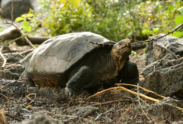 O specie de „ţestoasă uriaşă fantastică”, considerată dispărută de peste un secol, a fost găsită în viaţă