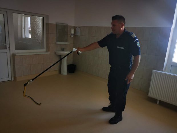 Un șarpe, surprins într-un spital din Olt. Au intervenit jandarmii pentru a-l da afară