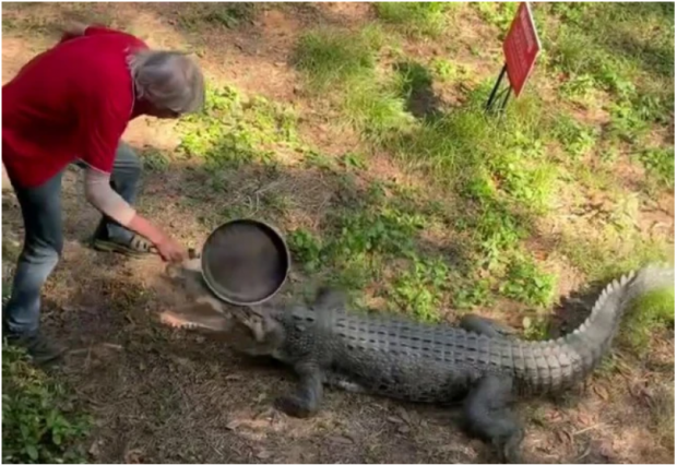 VIDEO Un bătrân din Australia înarmat cu o tigaie a alungat un crocodil care l-a atacat. „A primit o lecție bună”