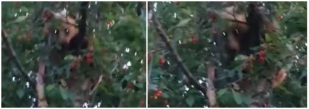 VIDEO | Pui de urs prins la furat de cireșe într-o localitate din Vrancea. Localnic: „Măi, dă-te jos de acolo”