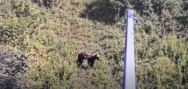 VIDEO | Alertă în Ilfov. Un urs a fost văzut într-o pădure la 30 km de Bucureşti, anunță primarul din Ciolpani