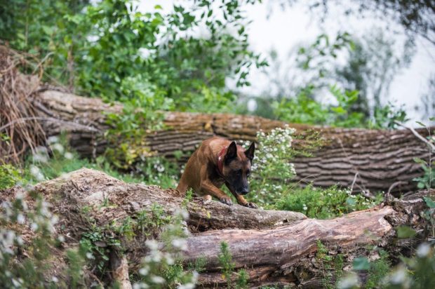Un câine al polițiștilor de frontieră din Belarus a fugit în Polonia, după trei încercări nereușite