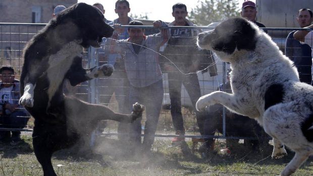 Organizatorii de lupte între câini, „călcați” de mascați. Cercetările vizează și plăți ilegale cu carduri emise în SUA