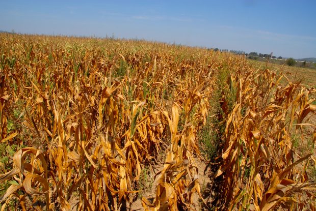 România e pe cale să aibă cel mai secetos an din ultimul secol. Un specialist explică și cum pot unii fermieri să evite dezastrul din agricultură