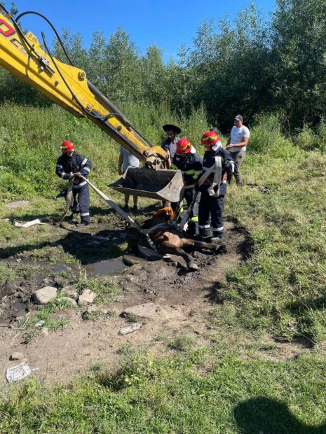 Un cal căzut într-o fântână a fost salvat de pompieri, în Sibiu