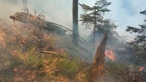 Incendiu de vegetație în zona Piatra Arsă, în pădurea dintre Sinaia și Bușteni. Turiștii au sunat la 112