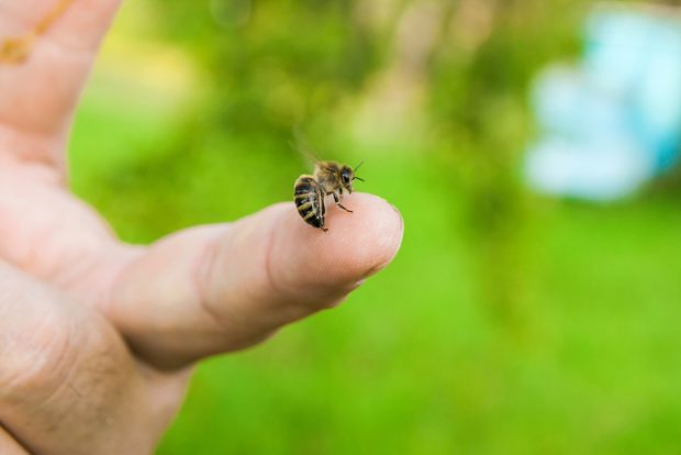 Ce faci dacă te înțeapă o albină – remedii naturale și precauții