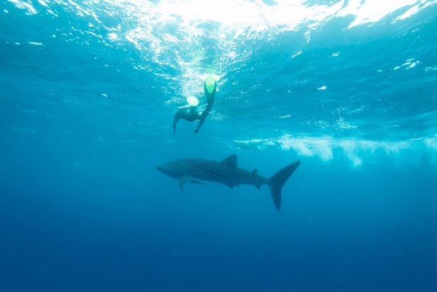 Turist australian, ucis de un rechin pe o plajă în Noua Caledonie