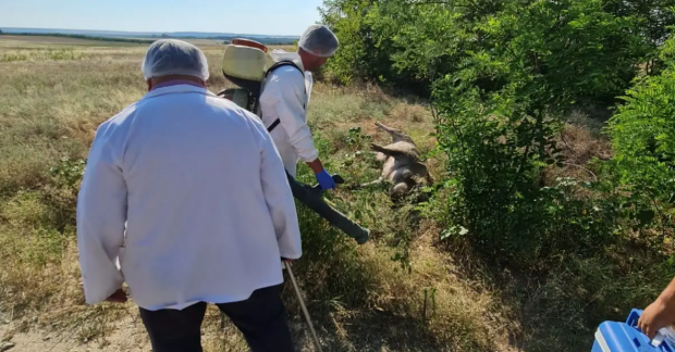 Mai mulţi porci, găsiţi morţi pe un câmp în județul Dolj. Măsurile luate de DSV