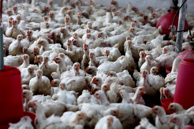 Peste un milion de pui mor săptămânal în Marea Britanie pentru a menține prețurile la carne scăzute, susțin mai mulți activiști