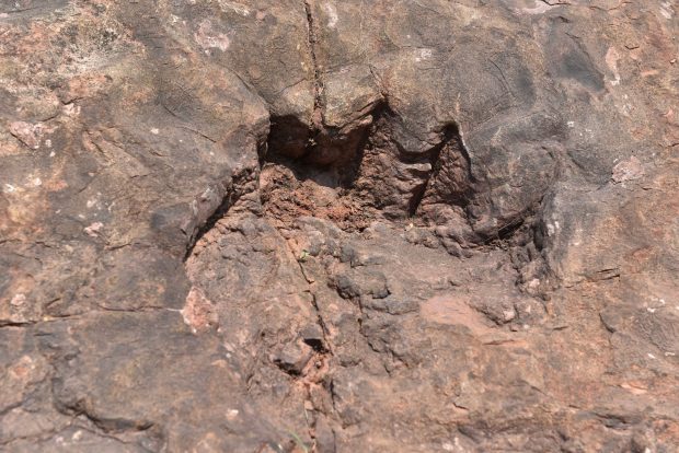 Urme de dinozaur vechi de 100 de milioane de ani, descoperite în curtea unui restaurant din China