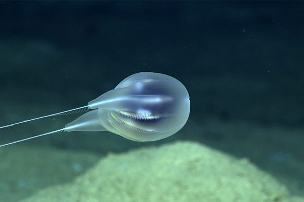 Oamenii de știință au descoperit 30 de potențiale noi specii pe fundul Oceanului Pacific