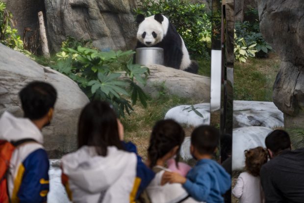 A murit An An, cel mai bătrân mascul panda uriaș din lume, la vârsta de 35 de ani