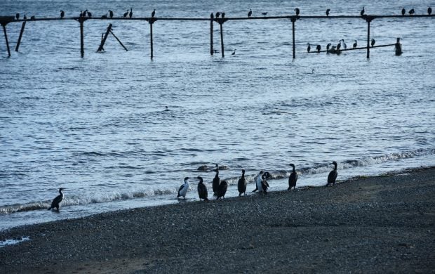 Un focar de gripă aviară în Insulele Farne ar putea distruge un habitat de zeci de mii de păsări