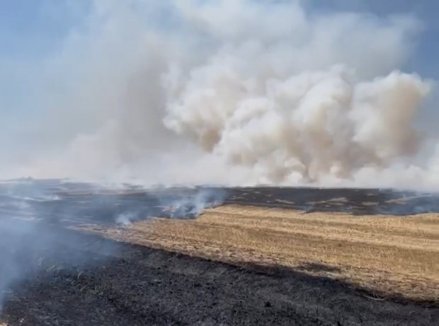 Incendiu puternic de vegetație lângă Timișoara. Ard 30 de hectare de mirişte