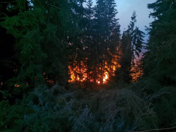 Incendiu puternic într-o pădure de molid din Apuseni. Zeci de pompieri și pădurari încearcă să stingă flăcările