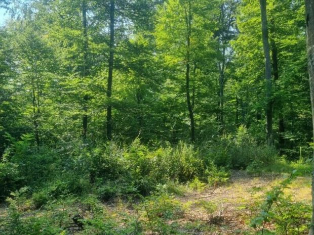O femeie din Vâlcea a murit, după ce a fost lovită de creanga unui copac. Aceasta a mers la tăiat de lemne în pădure