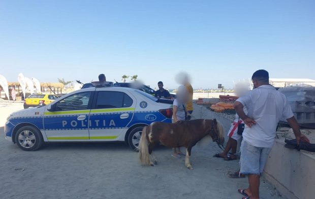 Doi ponei „apatici și deshidratați”, plimbați pe plajă ca să-i pozeze turiștii, în Mamaia, au fost salvați de polițiști