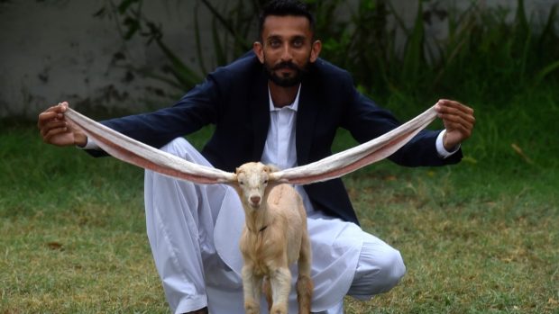 Simba, vedetă în Pakistan. Căprița a fost propusă pentru Cartea Recordurilor