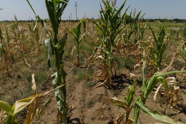 Suprafața agricolă afectată de secetă în România a ajuns la 402.981 de hectare în 34 de județe, anunță Ministerul Agriculturii
