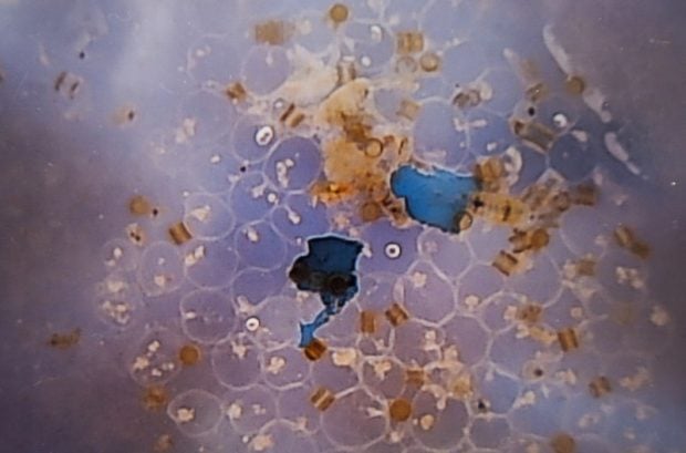 Microplastic detectat în carnea, sângele și laptele animalelor
