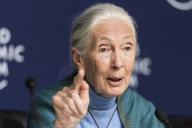 O păpuşă Barbie cu chipul cercetătoarei britanice Jane Goodall, lansată de Mattel: „ Mulţi copii învaţă despre mine la şcoală”