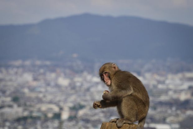 Tot mai mulți japonezi, atacați de maimuțe sălbatice, în ultima lună. Autoritățile din Japonia sunt în alertă