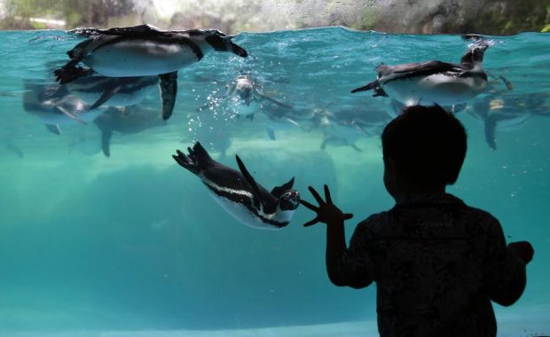 Pinguinii de la un acvariu din Japonia primesc pește mai ieftin din cauza inflației și nu sunt deloc mulțumiți de asta