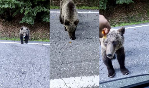 Bărbat filmat când hrănește un urs, pe Transfăgărășan. „Ăsta-i cuminte, de-al nostru. Mai ai ceva să-i dăm?”