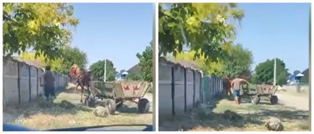 Tânăr de 19 ani, cercetat după ce și-a bătut calul înhămat la o căruță. Momentul a fost filmat  | VIDEO
