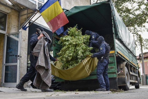 Cum și-a urmărit un cumpărător român de canabis dealerul montându-i un GPS pe mașină. Ce plantație a descoperit