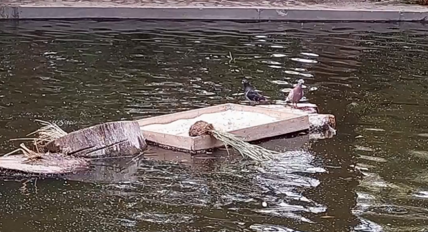 Tineri filmați când aruncă răsaduri de flori în rațele din iazul amenajat în Parcul Kiseleff
