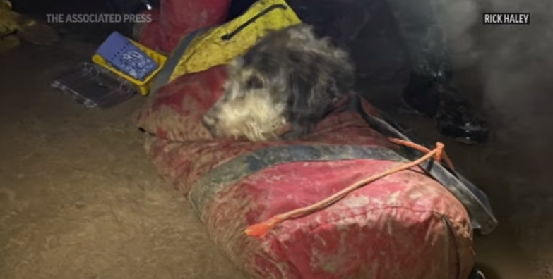 Cățelușă salvată după două luni, după ce a căzut într-o peșteră, în SUA: „Abby a slăbit 12 kilograme, dar este uimitor cât de repede și-a revenit”