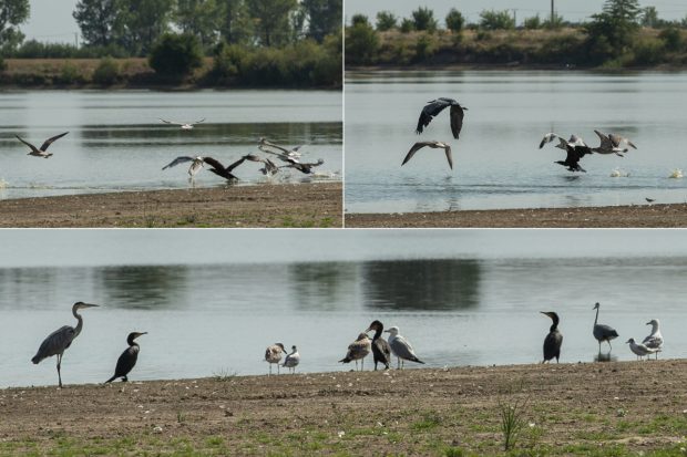 Recensământul cormoranilor. Am numărat prădătorii de pește de pe bălțile deținute de fiica ministrului agriculturii: „Au fost doi, dar au fugit”