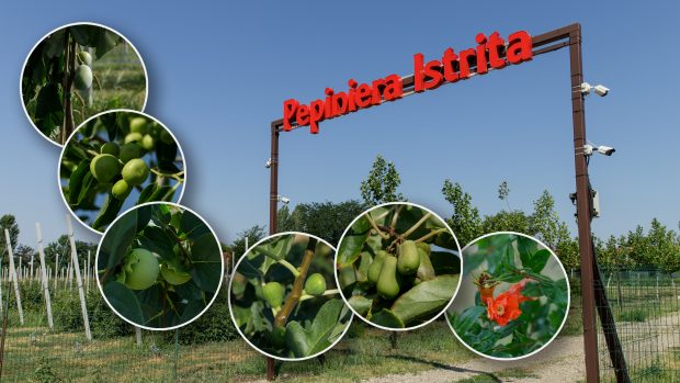 Livezile viitorului, adaptate la secetă, prind formă într-o stațiune de cercetare din Buzău. Vom avea rodii, kaki și kiwi românești