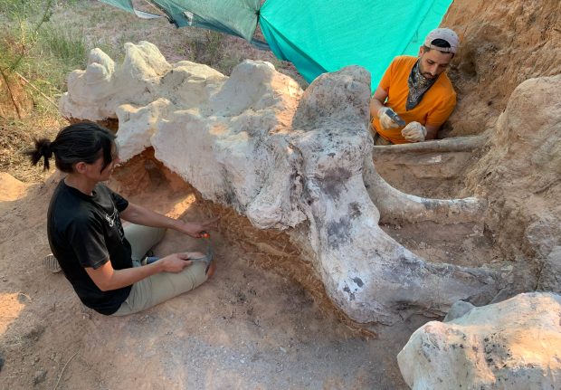 Un schelet gigantic de dinozaur a fost găsit într-o grădină din Portugalia