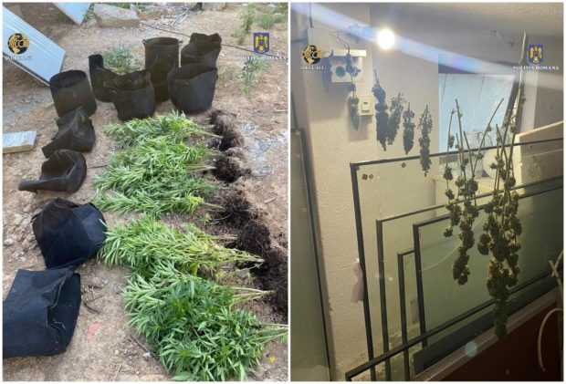 Cultură de cannabis, găsită la Satu Mare. Trei persoane, reținute de DIICOT
