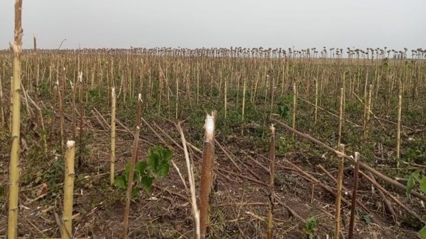 Aproape trei hectare de floarea-soarelui din Giurgiu, treierate de hoți. Polițiștii au deschis dosar penal