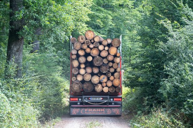 Guvernul adoptă azi plafonarea prețului la lemnele de foc. Care sunt noile prețuri