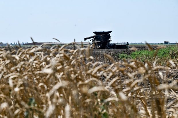 Autoritățile de ocupație din Zaporojie susțin că exportă zilnic 7.000 de tone de cereale, deși Moscova neagă că trupele sale fură grâne