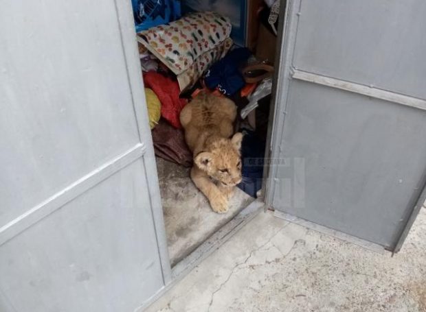 Pui de leu, descoperit în garajul unui bărbat din Rădăuți