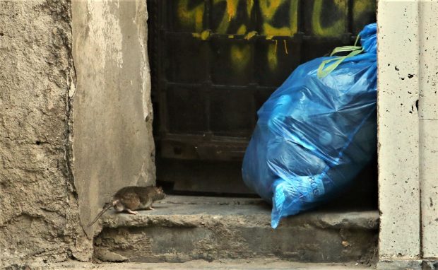 FOTO. Șobolanii își fac de cap pe străzile din București. Unde pot face cetățenii reclamații
