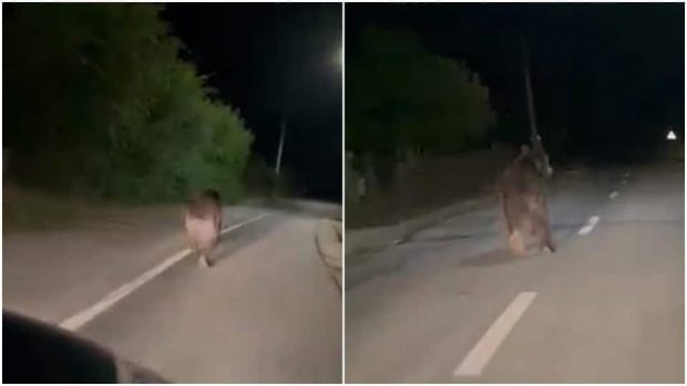 Urs de mari dimensiuni filmat în timp ce aleargă pe străzile unei localități din Alba – VIDEO